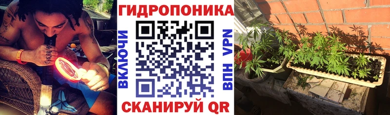 Каннабис сатива  Новоалтайск 
